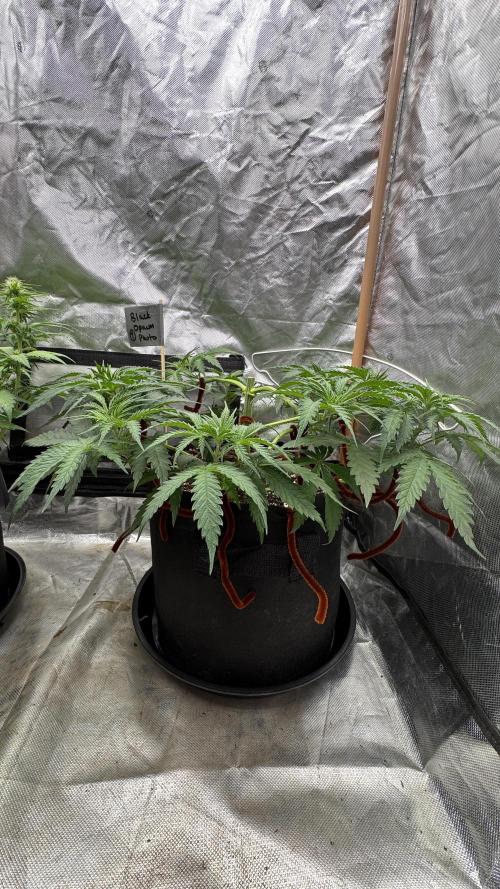 Divine Seeds - Black Opium. Week 6 - 27.04.26