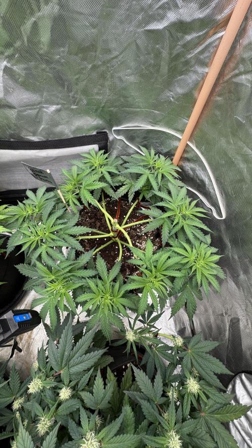 Black Opium. Week 6