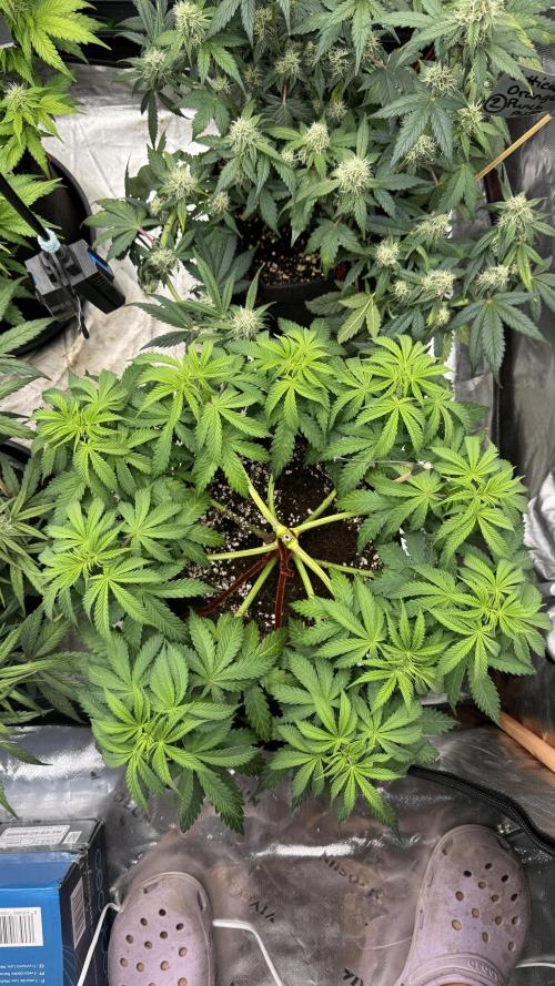 Divine Seeds - Black Opium. Week 7