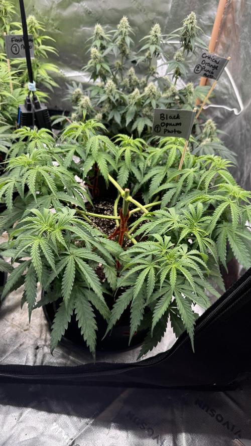 Black Opium. Week 7