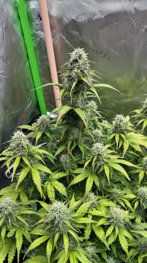The Comeback. Can I still do this?. Week 9
