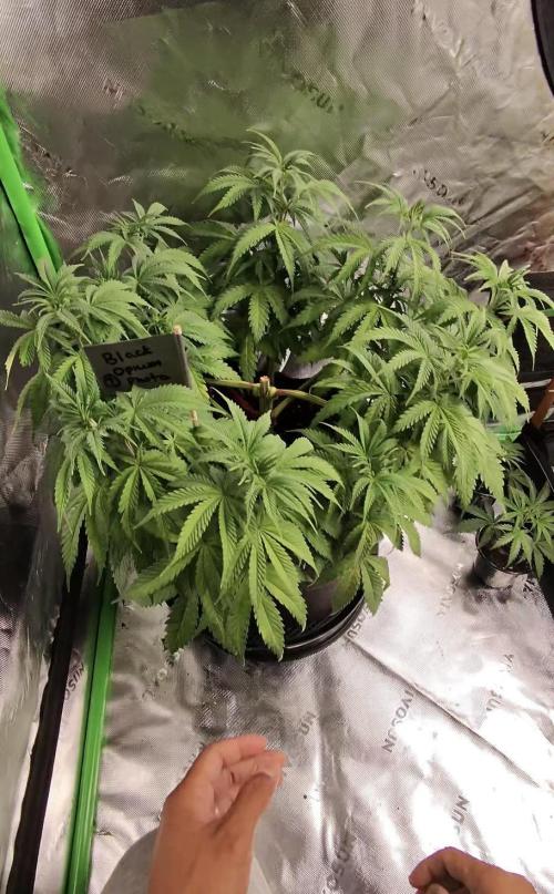 Divine Seeds - Black Opium. Week 8