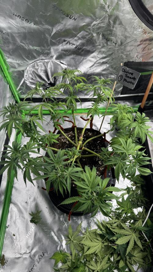 Divine Seeds - Black Opium. Week 8