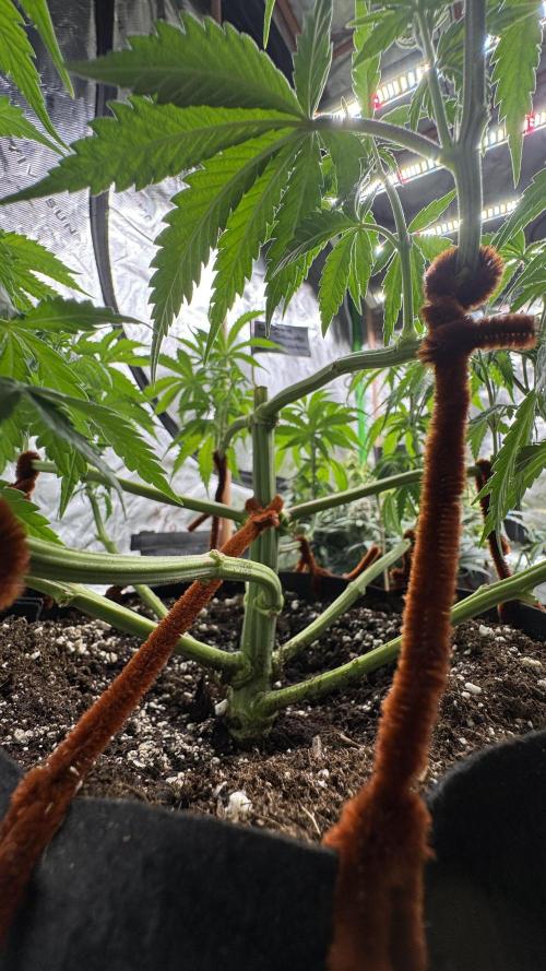 Divine Seeds - Black Opium. Week 8