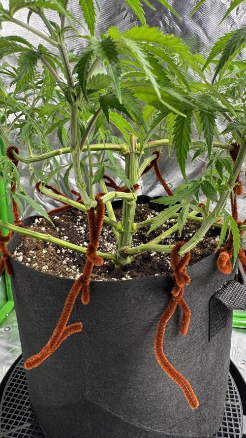 Divine Seeds - Black Opium. Week 8