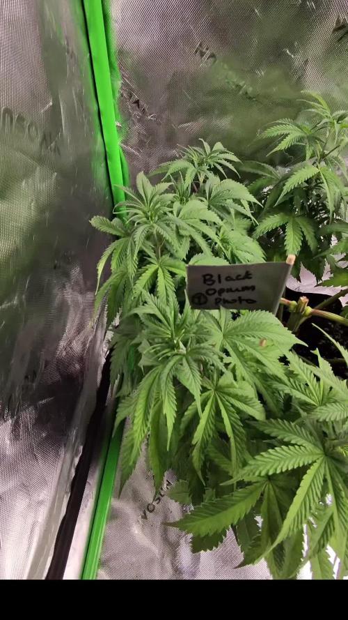 Divine Seeds - Black Opium