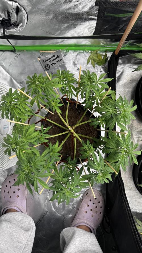 Divine Seeds - Black Opium door Mr2toke