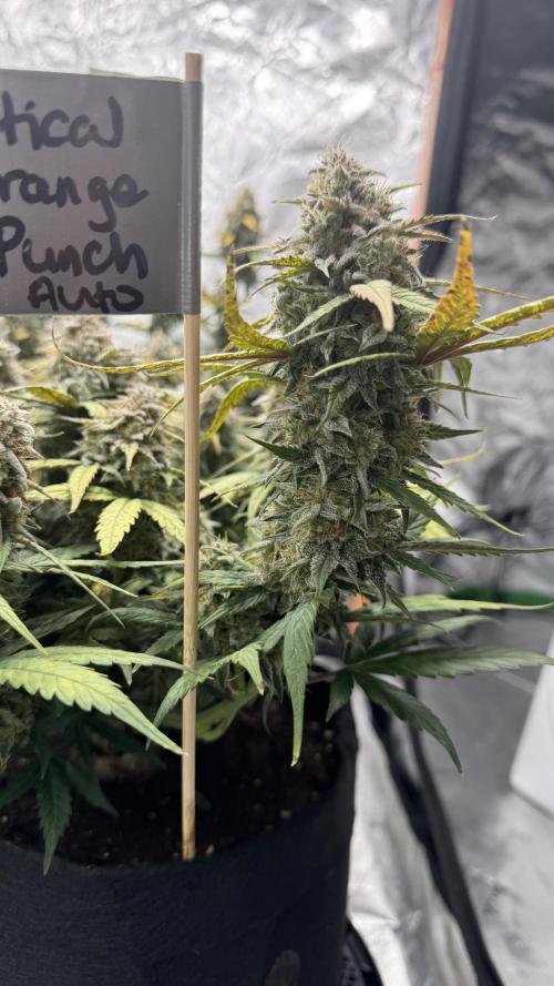 The Comeback. Can I still do this?. Week 10 - Dutch Passion 1