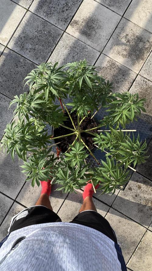 Divine Seeds - Black Opium. Week 10