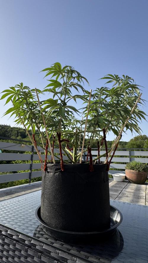 Divine Seeds - Black Opium. Week 10