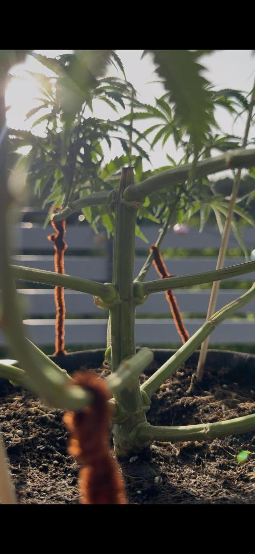 Divine Seeds - Black Opium. Week 10