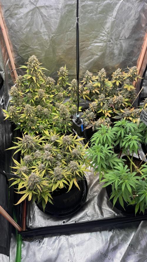 The Comeback. Can I still do this?. Week 11