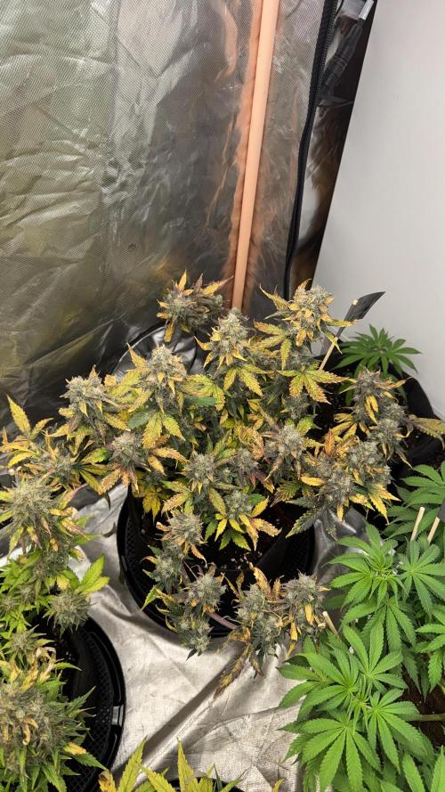 The Comeback. Can I still do this?. Week 11