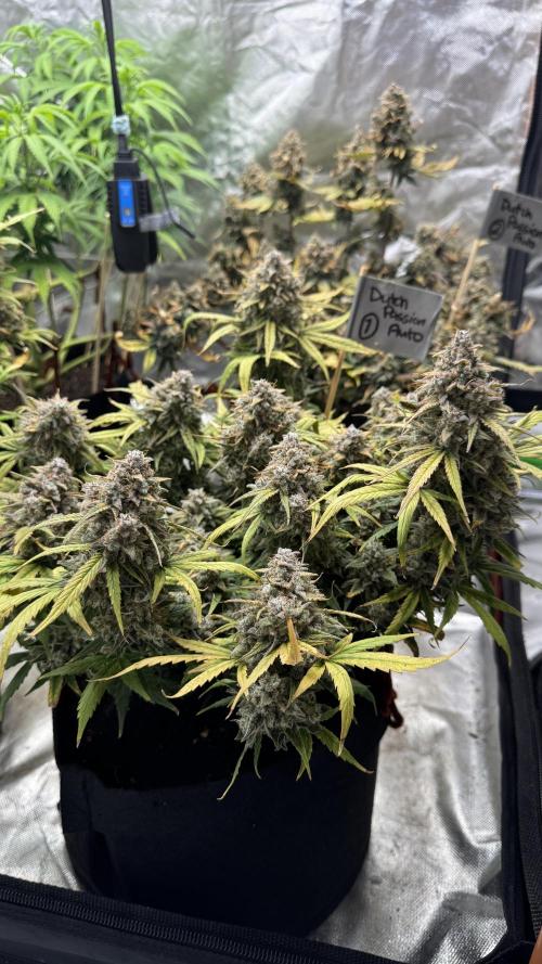 The Comeback. Can I still do this?. Week 13 - Dutch Passion 1
