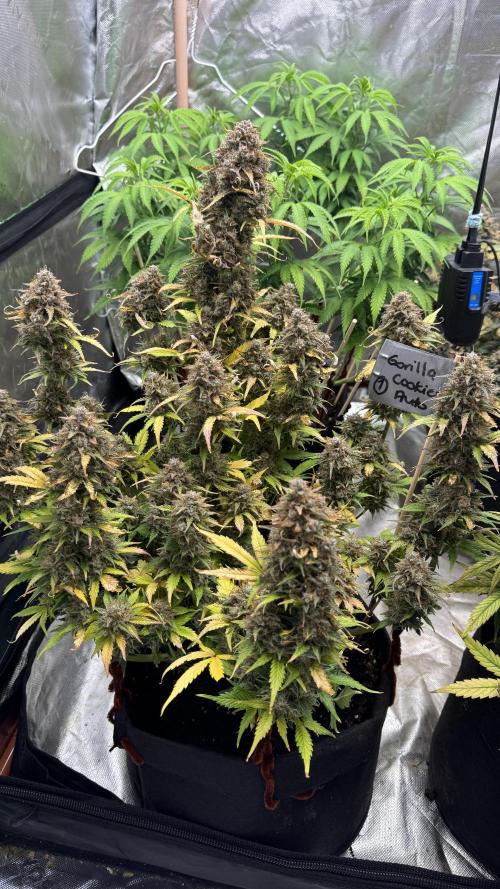 The Comeback. Can I still do this?. Week 13 - Fast Buds