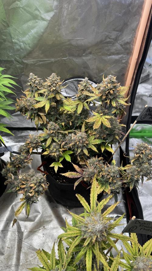 The Comeback. Can I still do this?. Week 13 - Dutch Passion 2