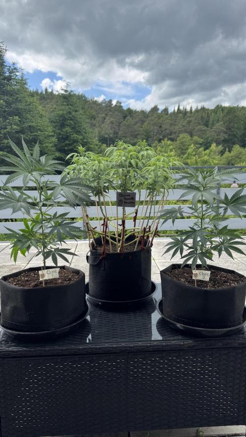Divine Seeds - Black Opium. Week 12