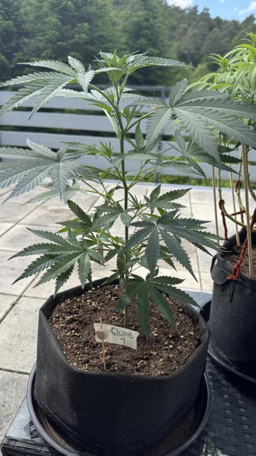 Divine Seeds - Black Opium. Week 12