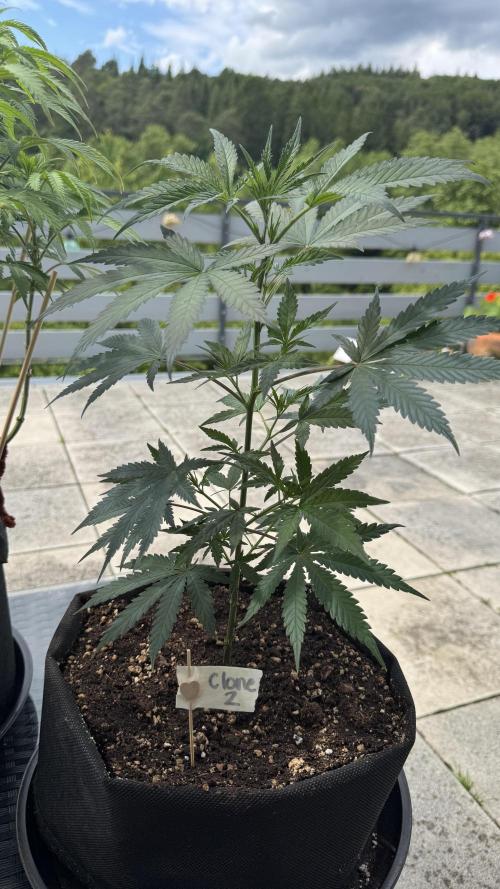 Divine Seeds - Black Opium. Week 12