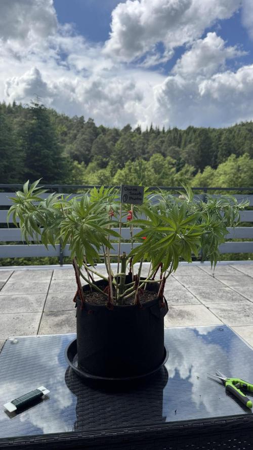 Divine Seeds - Black Opium. Week 12