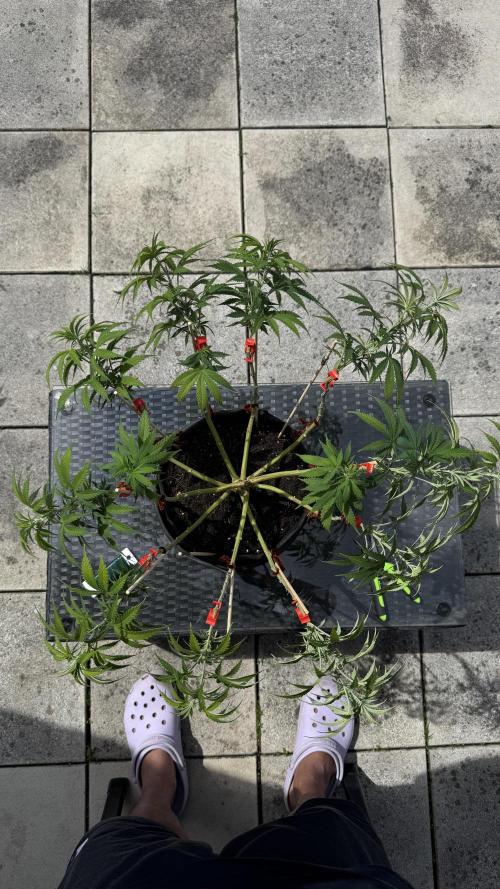 Divine Seeds - Black Opium. Week 12