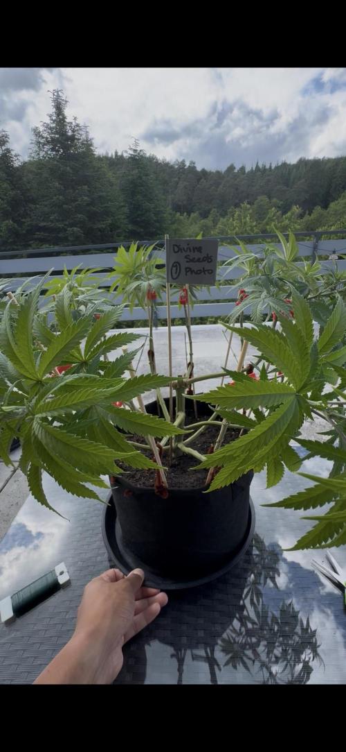Divine Seeds - Black Opium. Week 12