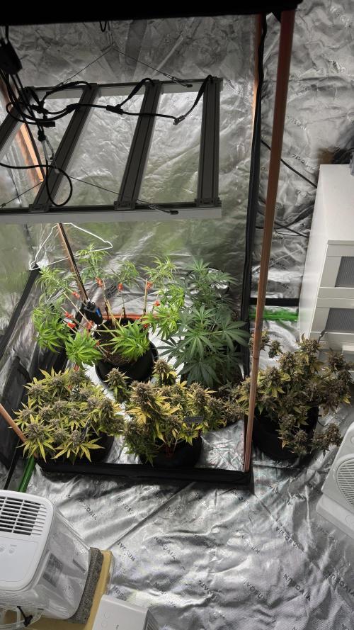 Divine Seeds - Black Opium. Week 12