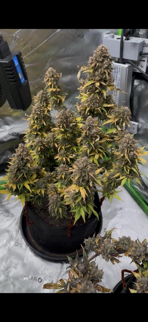 The Comeback. Can I still do this?. Week 14