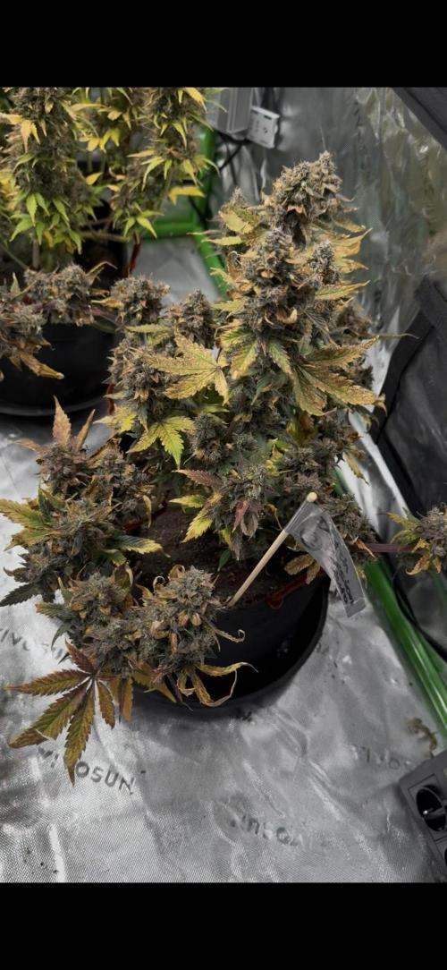 The Comeback. Can I still do this?. Week 14