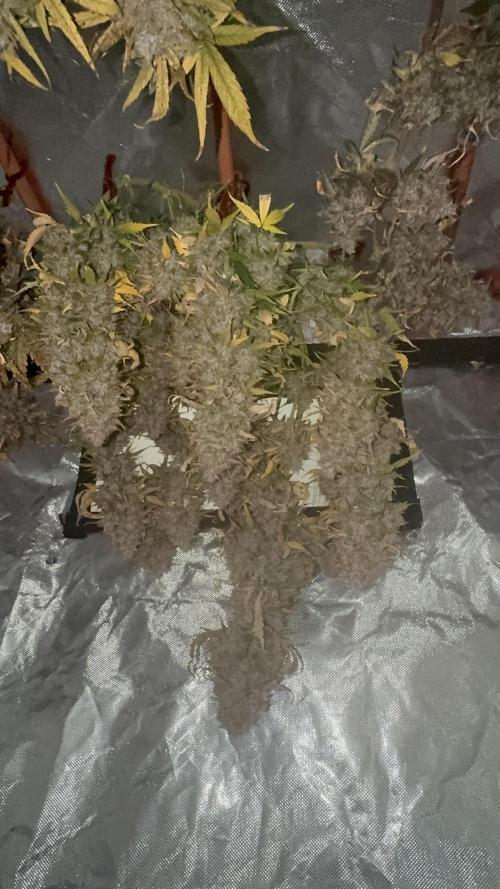 The Comeback. Can I still do this?. Week 14