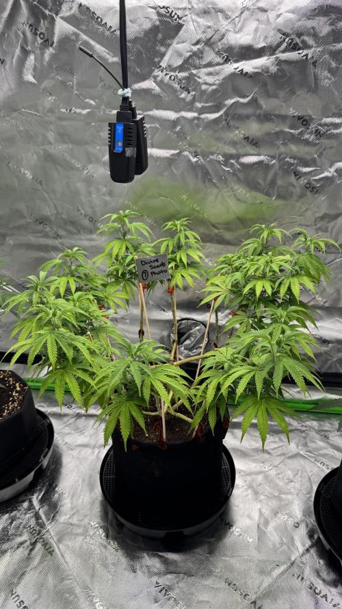 Divine Seeds - Black Opium. Week 13 - 13.06.26