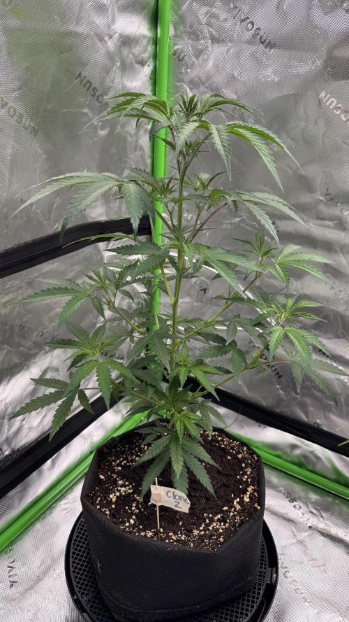 Divine Seeds - Black Opium. Week 13