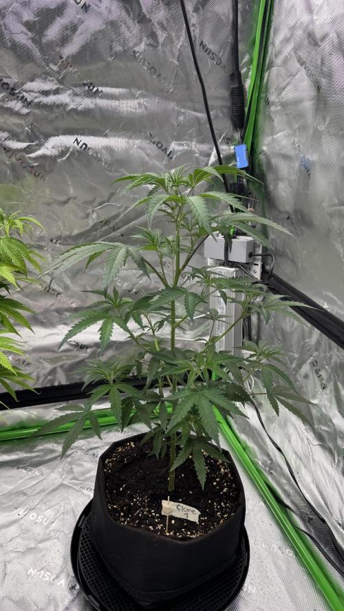Divine Seeds - Black Opium. Week 13