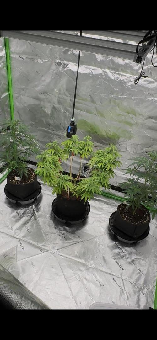 Black Opium. Week 13