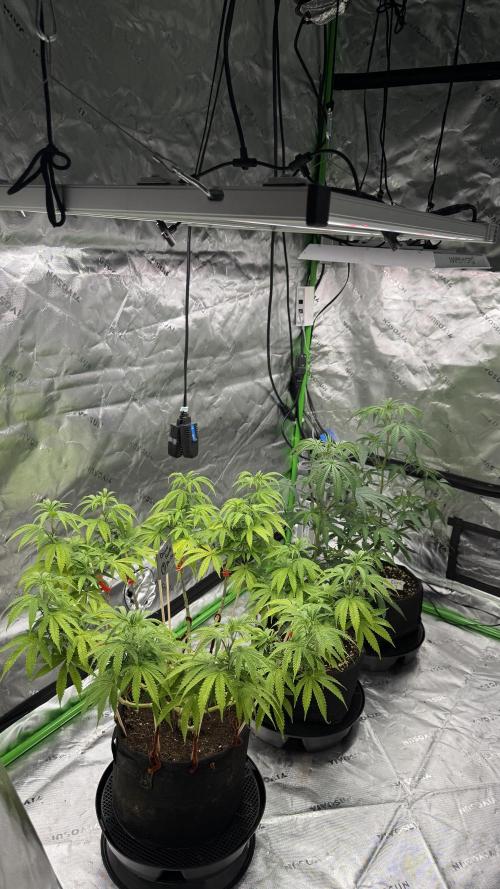 Black Opium. Week 13