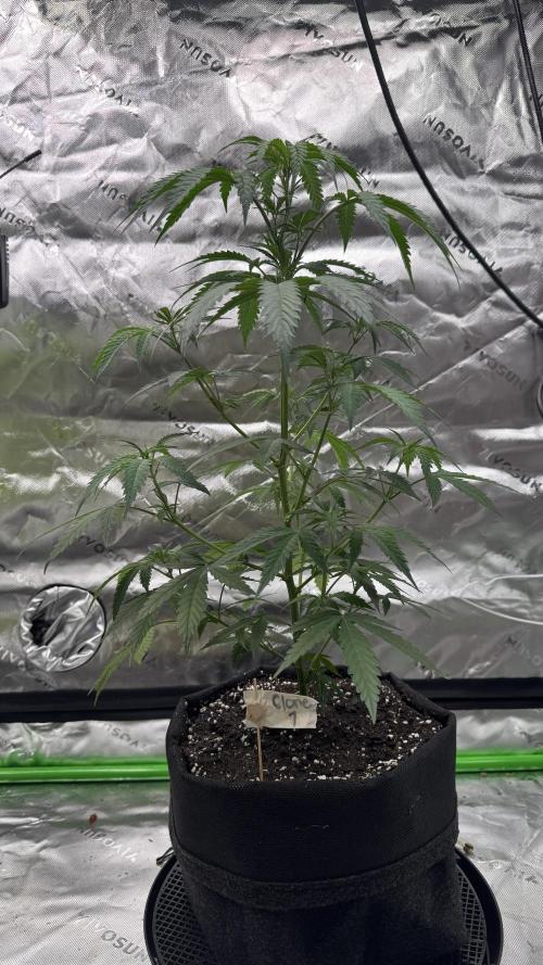 Divine Seeds - Black Opium. Week 13