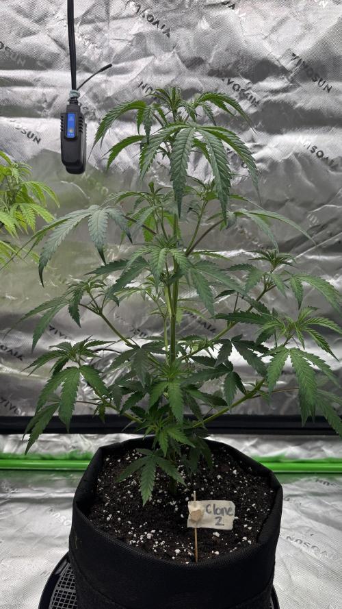 Divine Seeds - Black Opium. Week 13