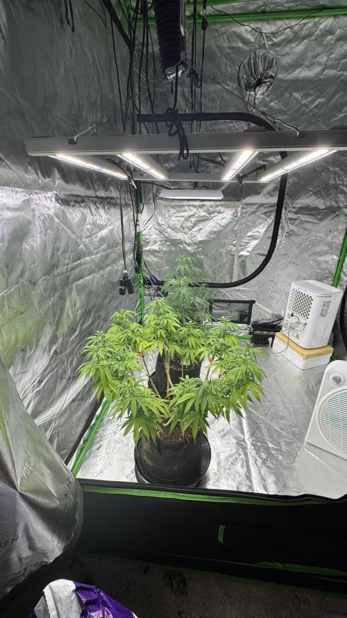 Black Opium. Week 13