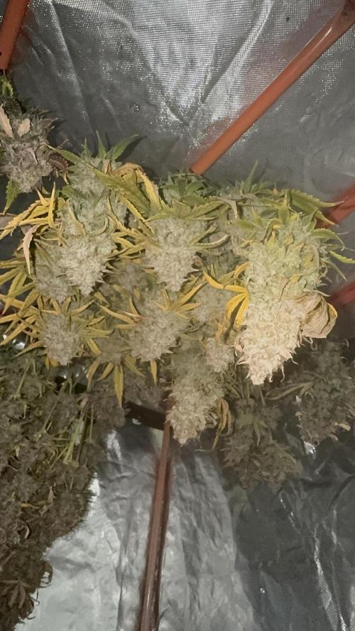 The Comeback. Can I still do this?. Week 14