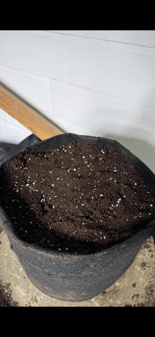 Divine Seeds - Black Opium. Week 13 - 15.06.26