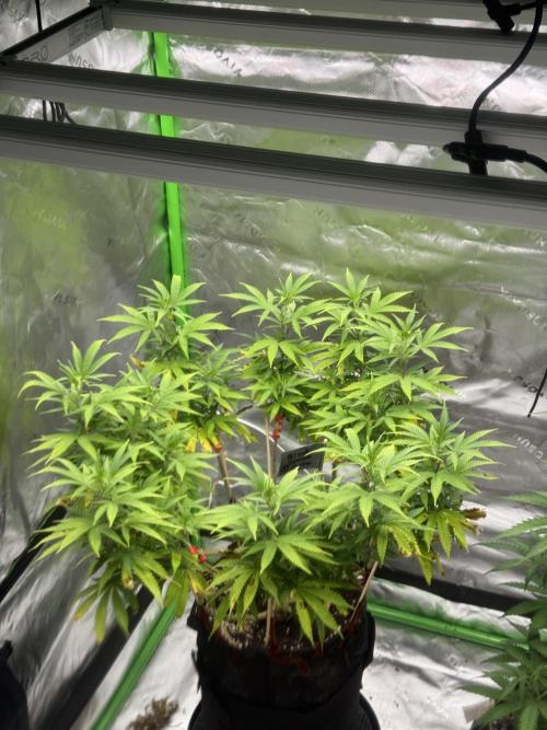 Divine Seeds - Black Opium. Week 14