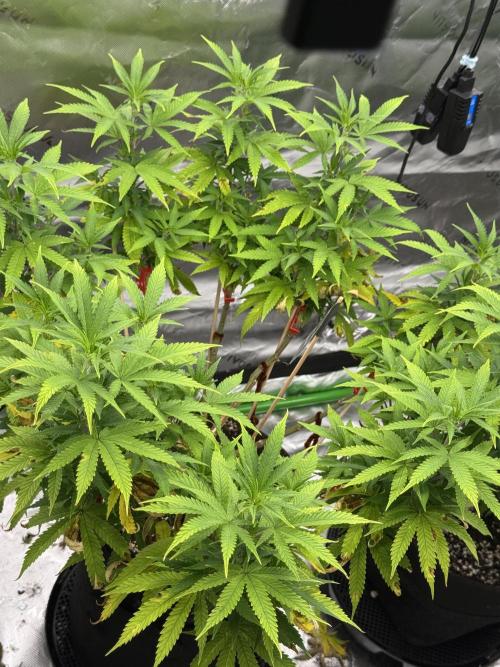 Divine Seeds - Black Opium. Week 14