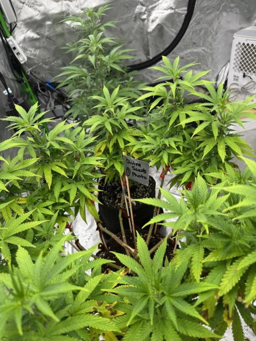 Divine Seeds - Black Opium. Week 14