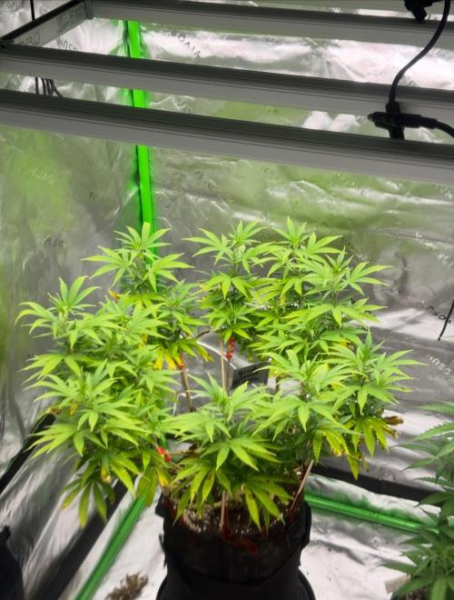 Divine Seeds - Black Opium. Week 14