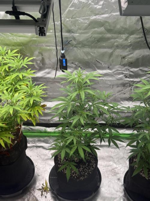 Divine Seeds - Black Opium. Week 14