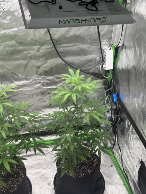 Divine Seeds - Black Opium. Week 14