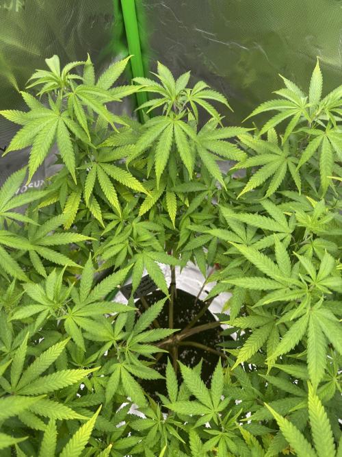 Divine Seeds - Black Opium. Week 15 - 29/06/26 - 07:00 