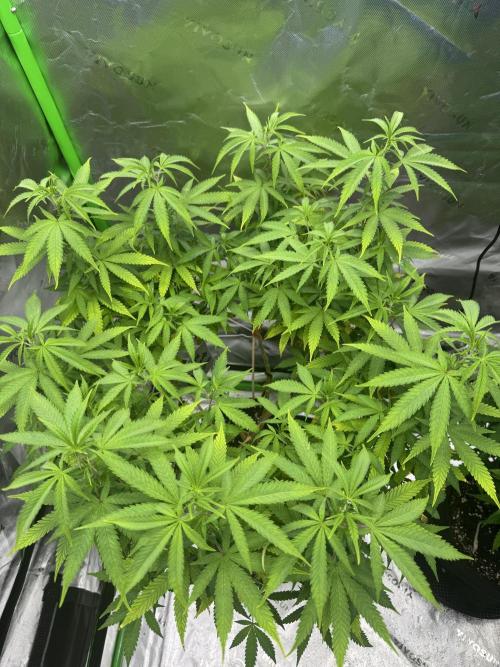 Divine Seeds - Black Opium. Week 15