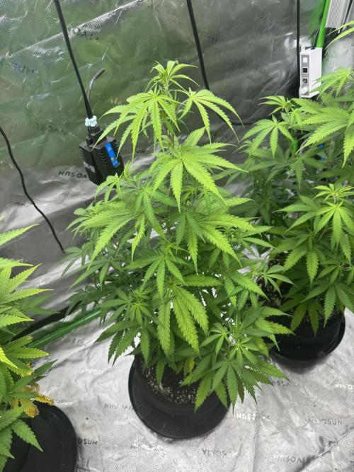 Divine Seeds - Black Opium. Week 15