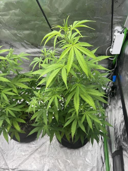 Divine Seeds - Black Opium. Week 15